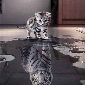 Diamond Painting Kätzchen 50x40 cm